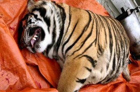 نمر كبير مقتول في منزل