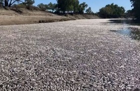 مجزرة أسماك بسبب نقص الأكسجين