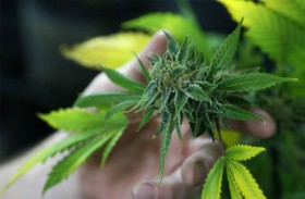 دراسة.. تعاطي الماريغوانا يدمر القلب