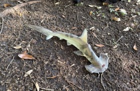 سمكة قرش تسقط من السماء وسط ذهول اللاعبين