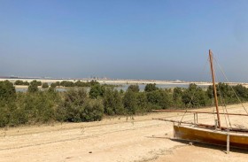 دي بي ورلد تطلق مشروع غابة المانغروف لحماية بيئة الإمارات 