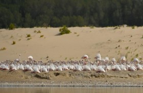 هيئة البيئة - أبوظبي تفوز بجائزة المساهمة المتميزة في التنوع البيولوجي العالمي 2020