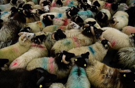 نطحة خروف تقتل راعيا 