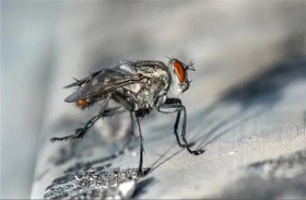 لماذا أثارت الحشرات على لوحات أرقام السيارات قلق علماء؟