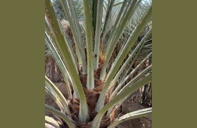 الإمارات للفلك: موسم تلقيح النخيل يبدأ منتصف يناير