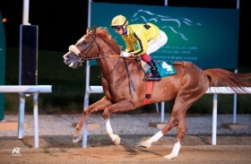 اليوم.. مضمار العين يستضيف 7 سباقات للخيول العربية الأصيلة بمشاركة 93 خيلاً