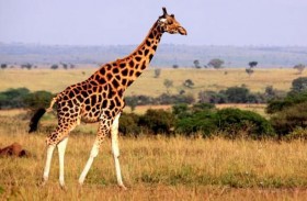 وفاة رضيعة دهستها زرافة