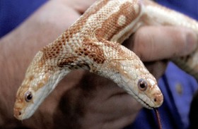 أفعى جديدة برأسين تثير ضجة