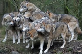 الذئاب تهدد أوروبا