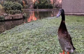 نهاية مأساوية لأشهر ذكر بط في العالم