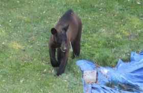 دب شارد يزرع الفوضى  في مونتريال