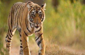 أول نمر يصاب بكورونا