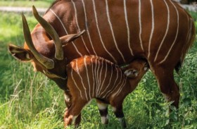 ولادة أول أنثى ظبي «بونغو» منذ أكثر من 10 سنوات