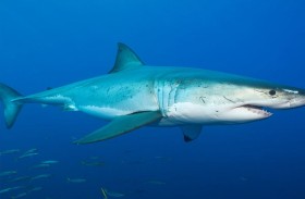 مطاردة دموية من قرش ضخم لمراهق 