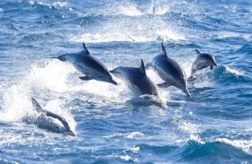 مظاهرة دلافين في بحر كاليفورنيا.. ماذا حدث؟