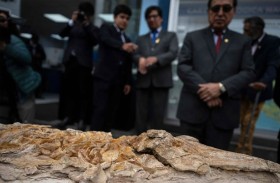 اكتشاف حفرية خنزير بحر تعود إلى 12 مليون سنة