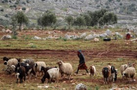 بسبب الأغنام.. 8 قتلى إثر شجار مسلح