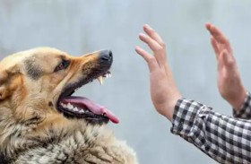 حادثة غريبة.. رجل وكلبه يعضّان شرطيين 