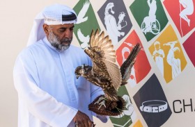 بطولة فزاع للصيد بالصقور «التلواح» جاهزة للانطلاق 2 يناير