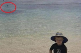 لحظات قبل الكارثة.. طفل يلهو على الشاطئ ووالده بين فكي قرش