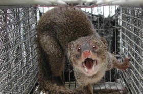 اليابان أبادت حيوانات نمس كانت تصطاد أرانب نادرة 