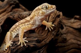 أبو بريص يسافر متخفيًا من مصر إلى مانشستر