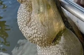 «قرون غريبة» تثير الخوف في أوكلاهوما