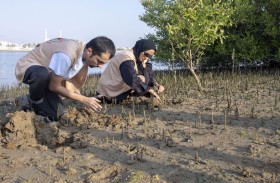 بيئة ومحميات الشارقة تغرس 1,300 شتلة ضمن مبادرة زراعة أشجار القرم في عام 2023