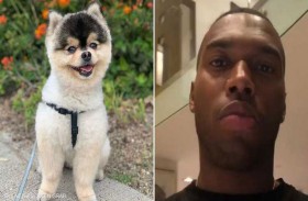 القضاء يبت في أزمة كلب ستوريدج