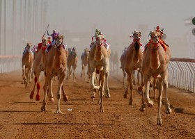 مهرجان محمد بن زايد لسباقات الهجن ومزاينة الإبل «التلة –2023» ينطلق في الأول من يناير المقبل 