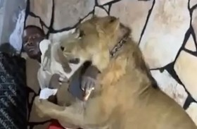 يُطلق أسداً على عُماله