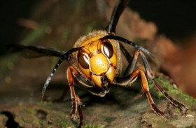 دبابير القتل تغزو أميركا لأول مرة