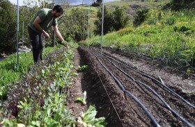 كورونا يشكل تهديدا للعمال الزراعيين في الولايات المتحدة 