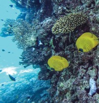 أسماك تسبح في المياه الفيروزية المبهرة قبالة ساحل منتجع الغردقة المطل على البحر الأحمر في مصر (ا ف ب)