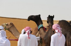 إقبال كبير من مُلاك الإبل استعداداً لانطلاق المزاينة الخميس المقبل