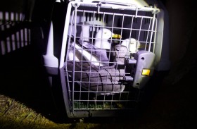 بيئة ومحميات الشارقة تصادر 755 جهاز إصدار أصوات الطيور 