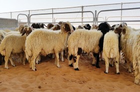 أبوظبي للزراعة والسلامة الغذائية تؤكد أهمية العناية بالثروة الحيوانية خلال الصيف