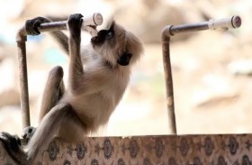 فيديو مؤثر لقرد في الوداع الأخير لصاحبه