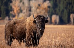 تنجو من ثور ضخم بعد هجوم شرس  