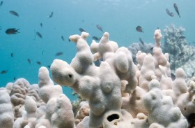 ابيضاض الشعاب المرجانية العالمية مع ارتفاع الحرارة 