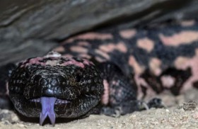 كيف ساهم سم سحلية في اكتشاف دواء السكري ؟