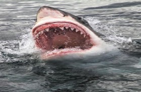 كان يصطاد فحاول القرش اصطياده