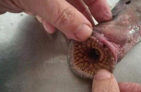 يعثر على سمكة «مصاصة دماء»