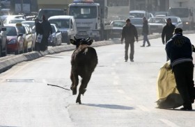 العجول الهاربة من سكين الجزار تشعل الإنترنت