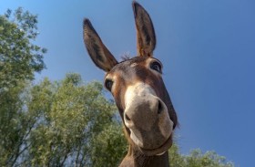 حمار واحد يتسبب في إصابة 15 عاملاً