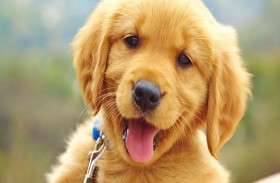 كلب ينقذ امرأة من الموت على يد زوجها السابق