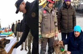 الكلبة سيلا.. أنقذت 12 شخصا بتركيا