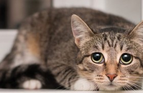 الخوف المفرط لدى قطتك قد يكشف عن مرض خفي