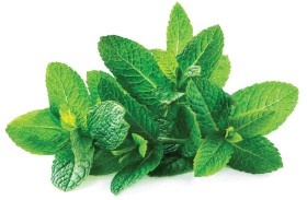    فوئد النعناع