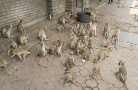 مدينة تعلن الحرب على القرود!